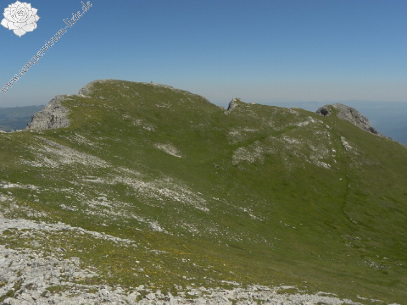 heuffelii (glabrum) from Kom Vasojevički (Gipfel)
