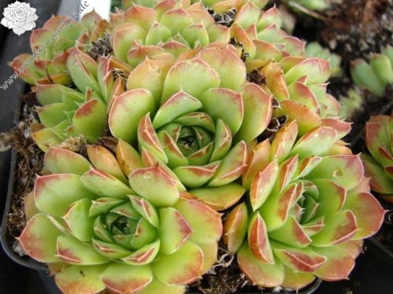 heuffelii (glabrum) from Kopaonik