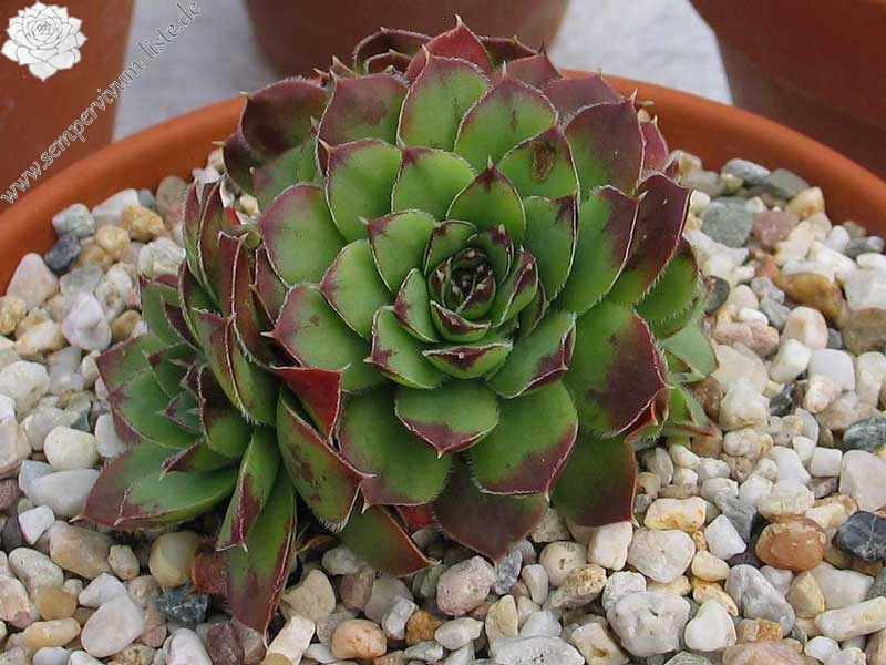 heuffelii (glabrum) from Kopaonik