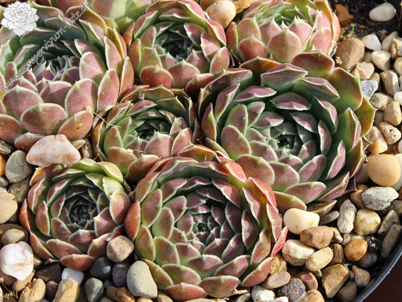 heuffelii (glabrum) from Kosovo