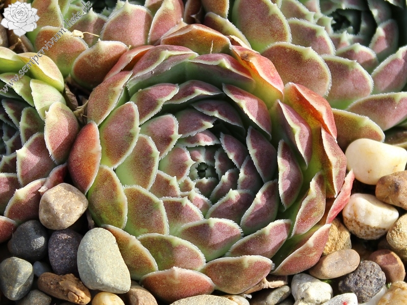 heuffelii (glabrum) from Kosovo