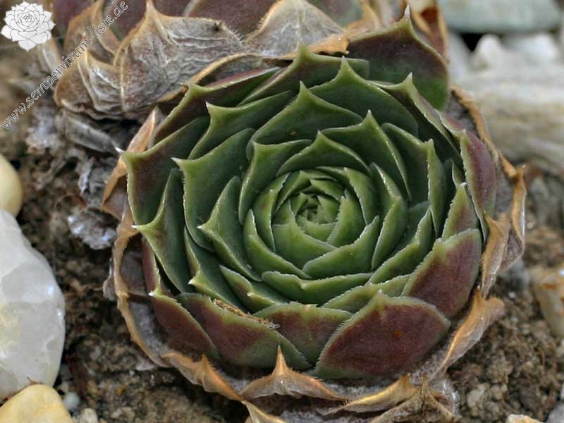 heuffelii (glabrum) from Ljuboten