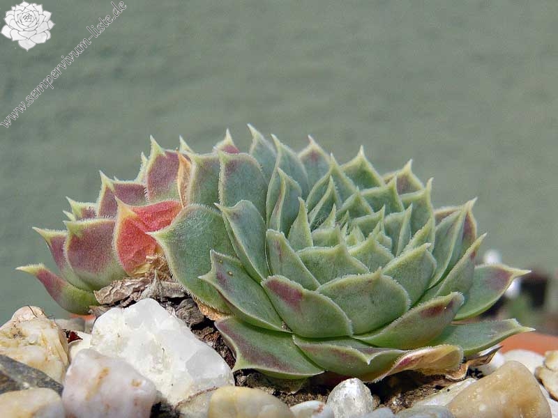 heuffelii (glabrum) from Ljuboten