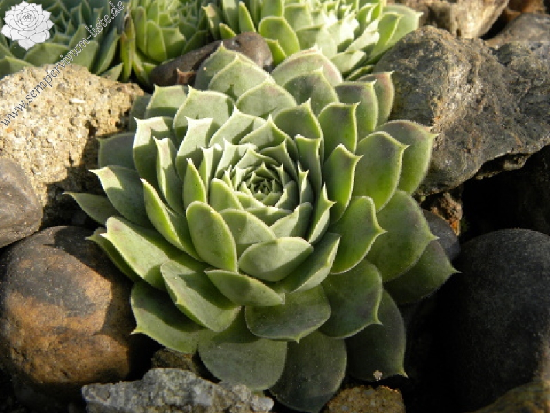 heuffelii (glabrum) from Ljuboten