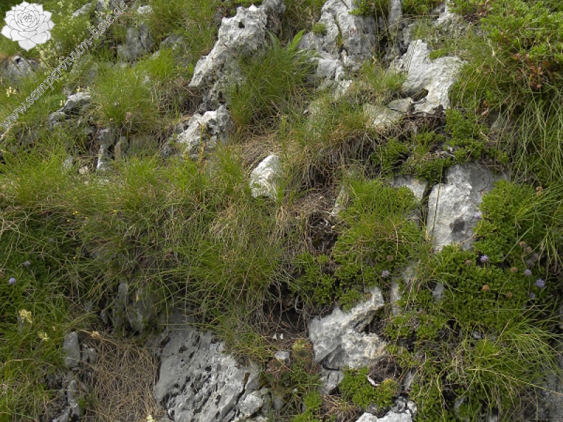 heuffelii (glabrum) from Mala Greda