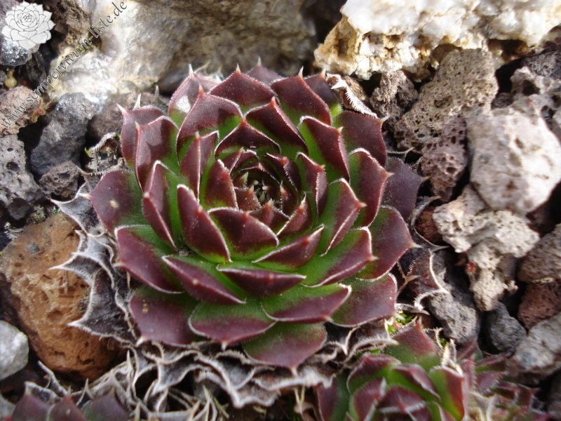 heuffelii (glabrum) from Osljak