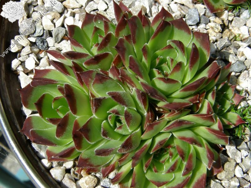 heuffelii (glabrum) from Osljak