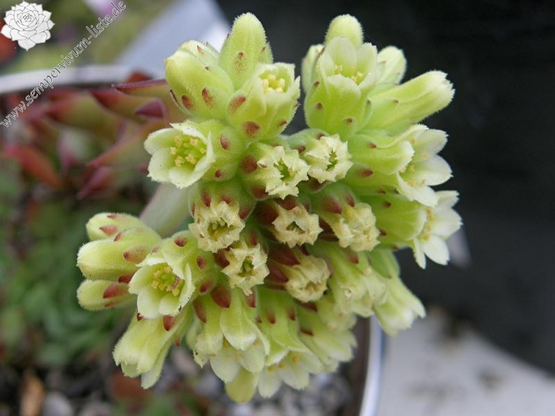 heuffelii (glabrum) from Osljak