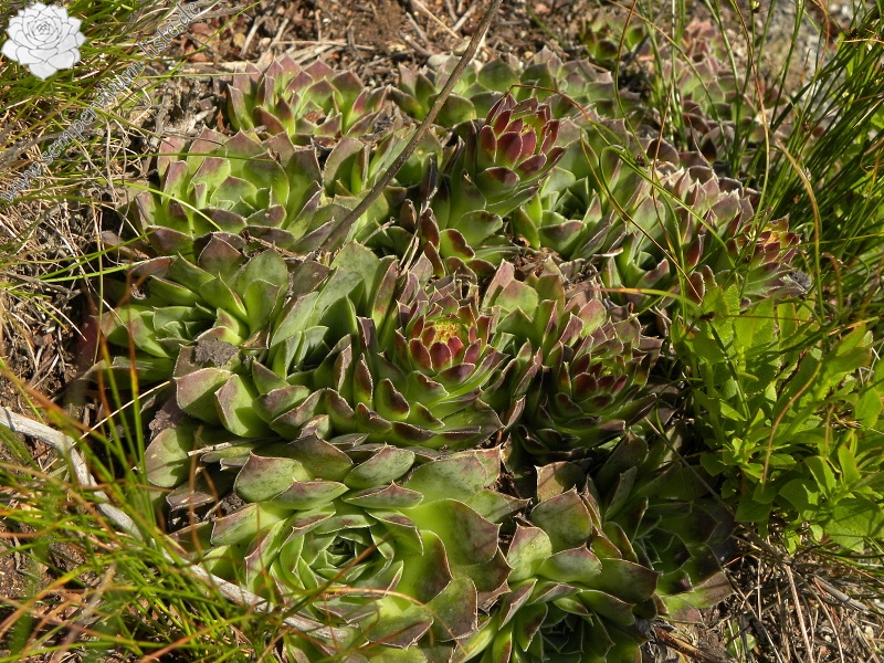 heuffelii (glabrum) from Panćićev vrh, Abhang