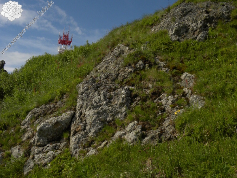 heuffelii (glabrum) from Panćićev vrh, Abhang