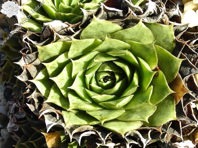heuffelii (glabrum) from Pašina glava