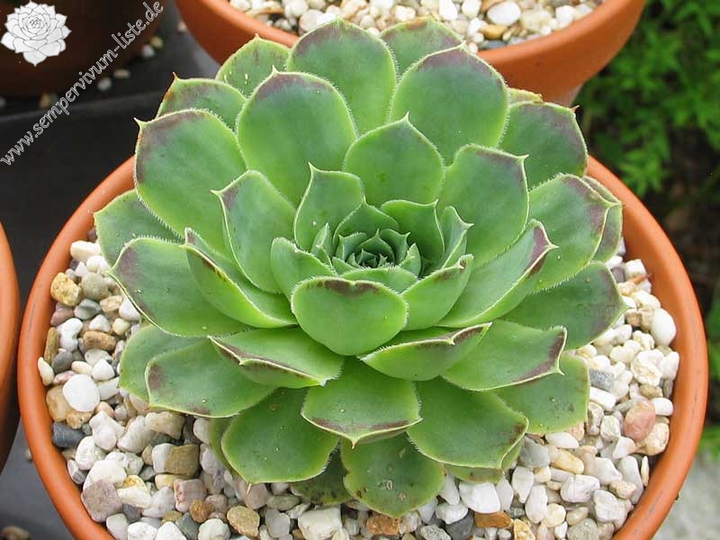 heuffelii (glabrum) from Pašina glava