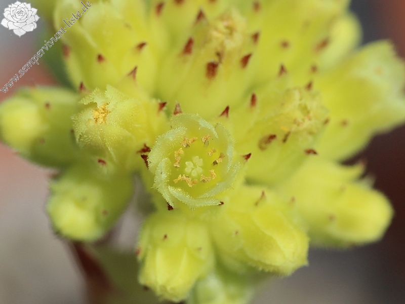 heuffelii (glabrum) from Pašina glava