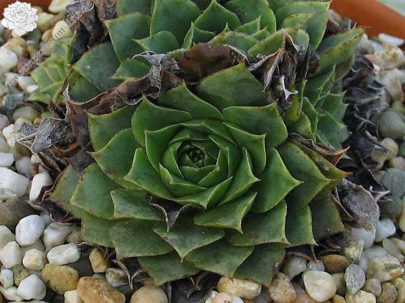 heuffelii (glabrum) from Pašina glava