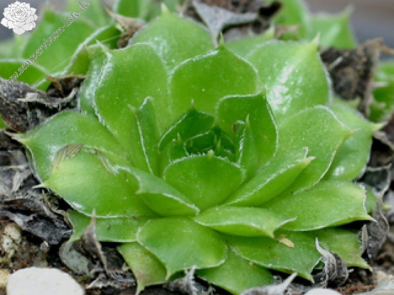 heuffelii (glabrum) from Poljana