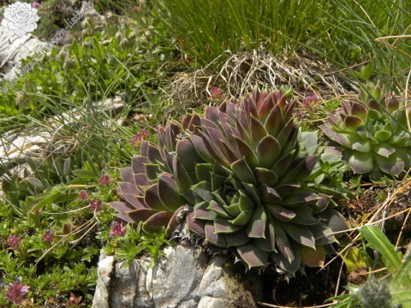 heuffelii (glabrum) from Popova Šapka