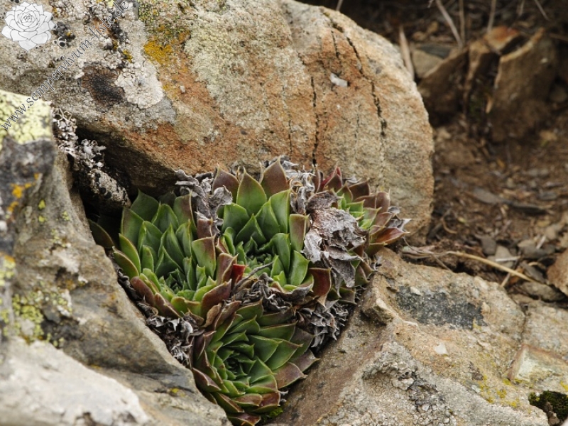 heuffelii (glabrum) from Stogovo, 2195m