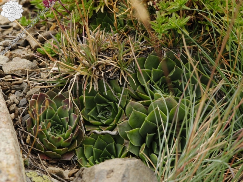 heuffelii (glabrum) from Stogovo, 2195m