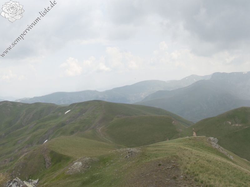 heuffelii (glabrum) from Stogovo, 2195m