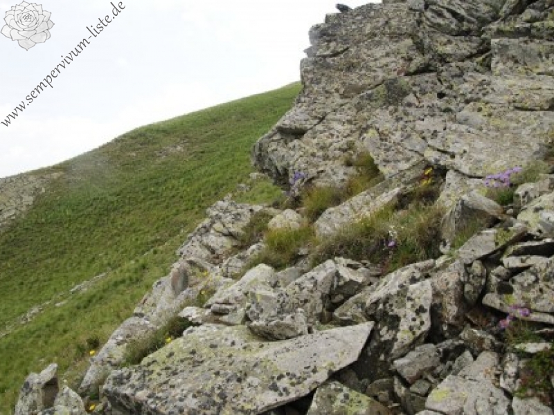 heuffelii (glabrum) from Stogovo, 2195m