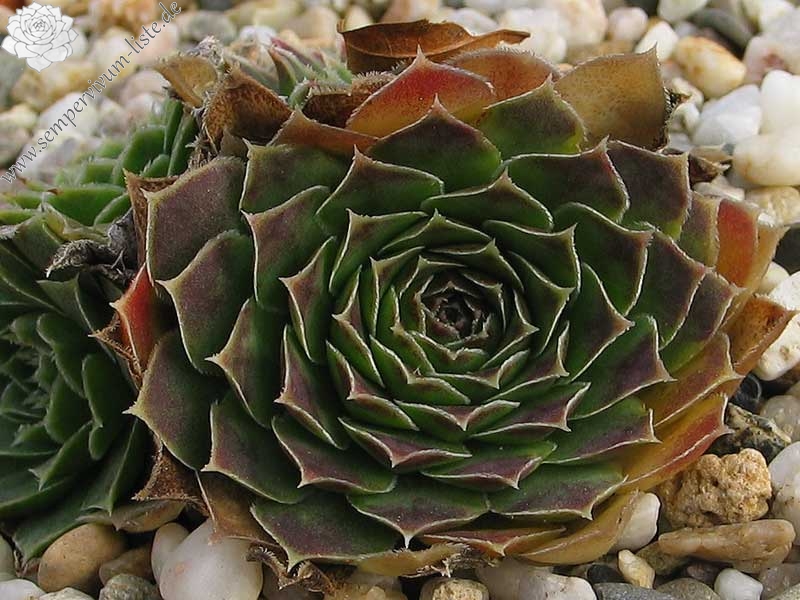 heuffelii (glabrum) from Stogovo