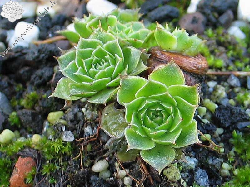 heuffelii (glabrum) from Stogovo