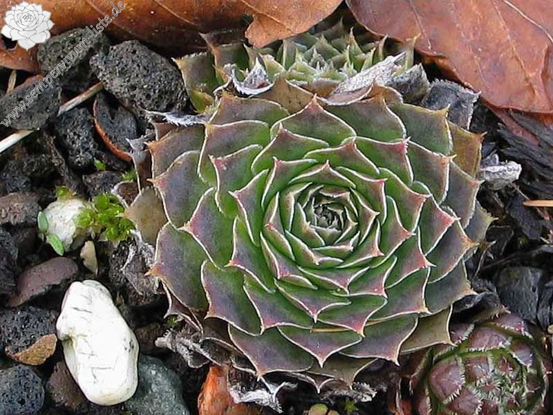 heuffelii (glabrum) from Stogovo