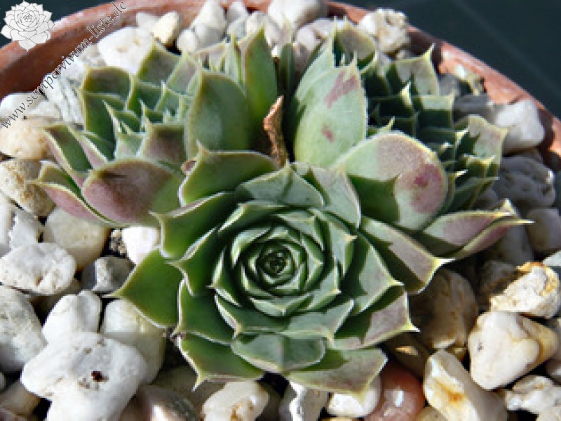 heuffelii (glabrum) from Treska Gorge