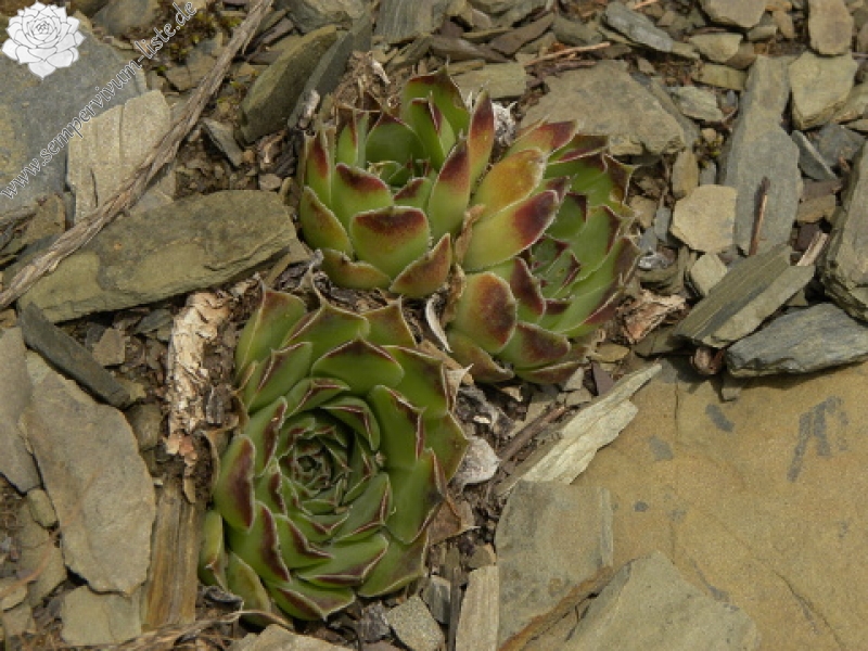 heuffelii (glabrum) from Valušnica (Abhang des Talijanka)