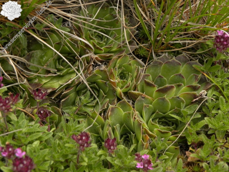 heuffelii (glabrum) from Valušnica (Abhang des Talijanka)
