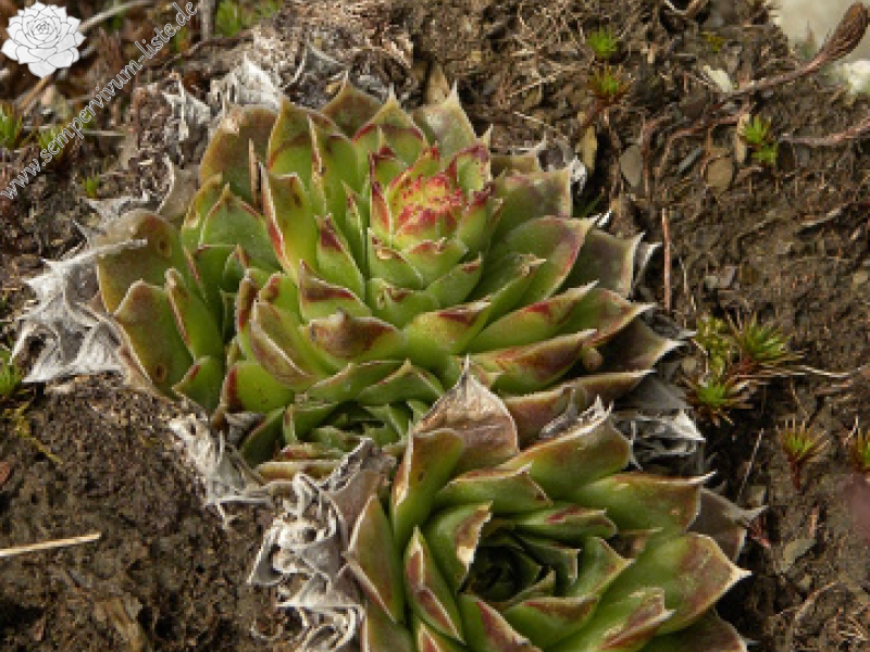 heuffelii (glabrum) from Valušnica (Abhang des Talijanka)