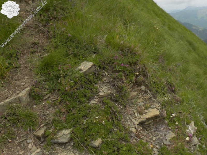 heuffelii (glabrum) from Valušnica (Abhang des Talijanka)