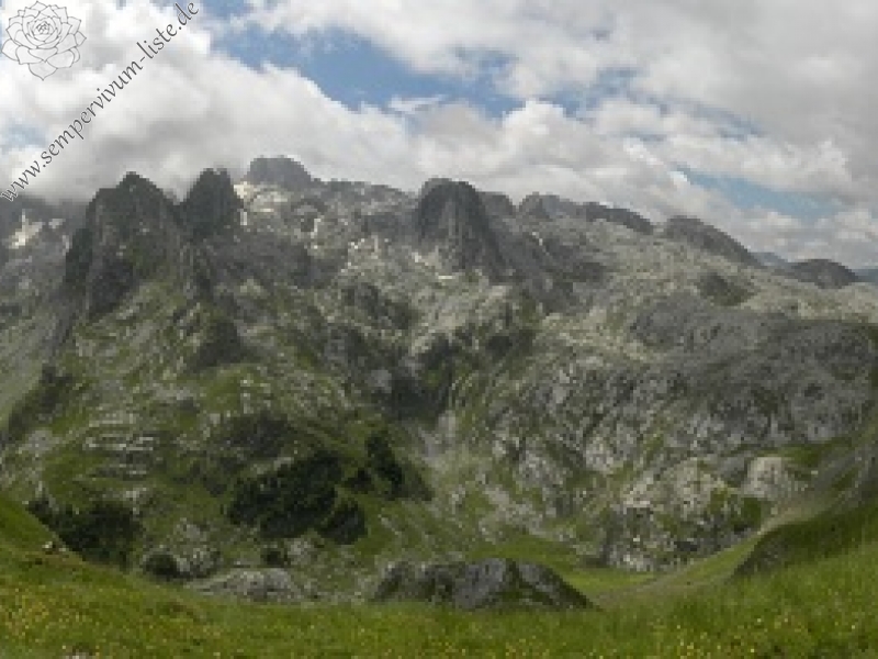 heuffelii (glabrum) from Valušnica (Gipfel des Talijanka)