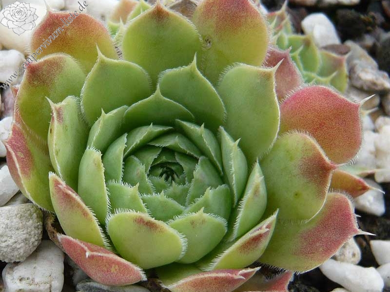 heuffelii (glabrum) from Vitse