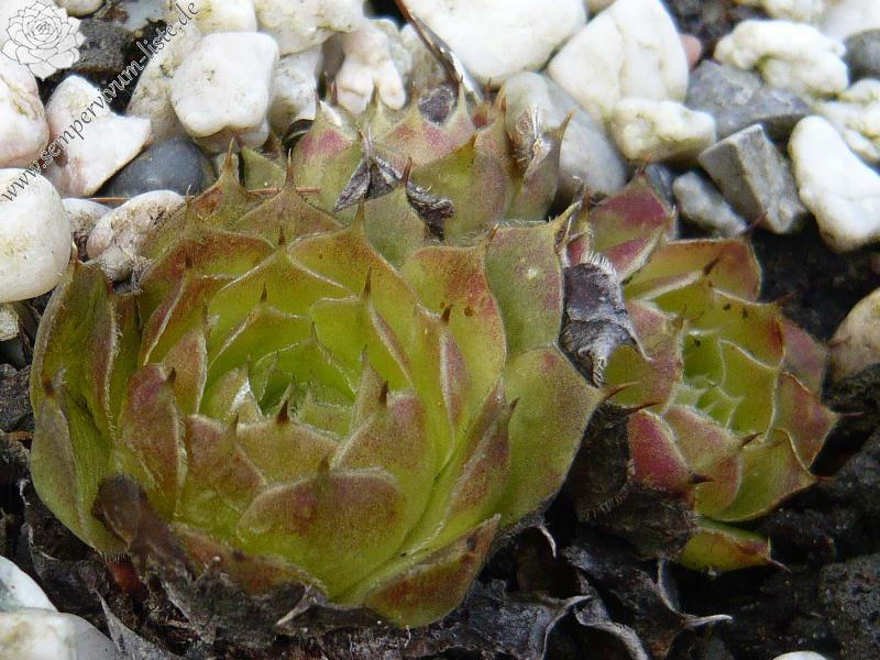 heuffelii (glabrum) from Vitse