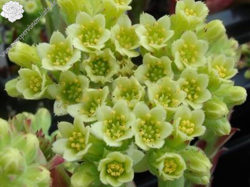 heuffelii (glabrum) from Vitse