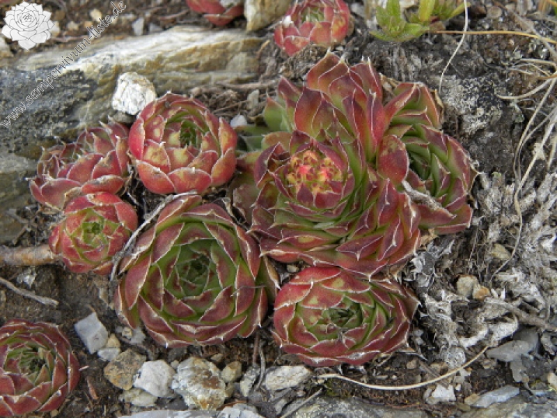 heuffelii (glabrum) from Vreteno