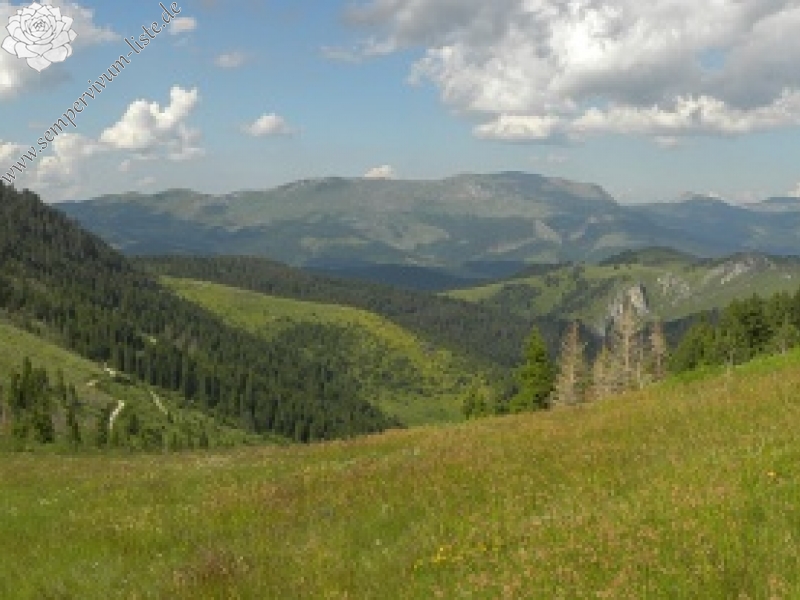 heuffelii (glabrum) from Vreteno