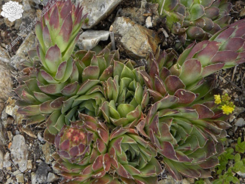 heuffelii (glabrum) from Vreteno