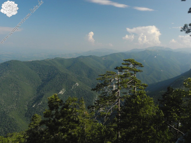 heuffelii (heuffelii) from Domogled