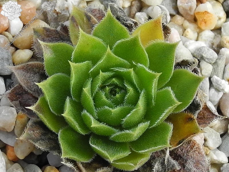 heuffelii (heuffelii) from Vitoša