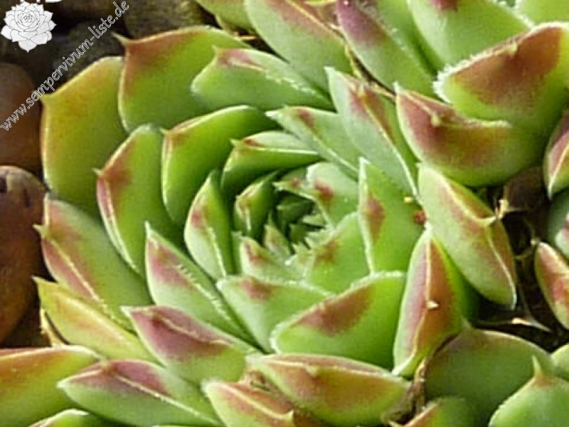 heuffelii (heuffelii) from Vitoša