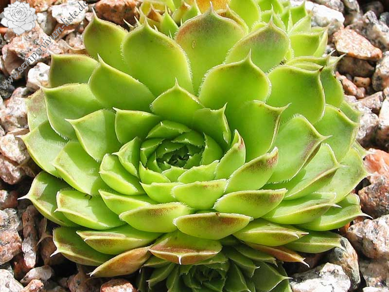 heuffelii (kapaenianum)