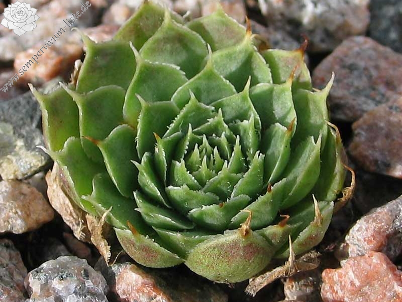 heuffelii (kapaenianum)