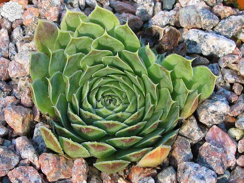 heuffelii (kapaenianum)