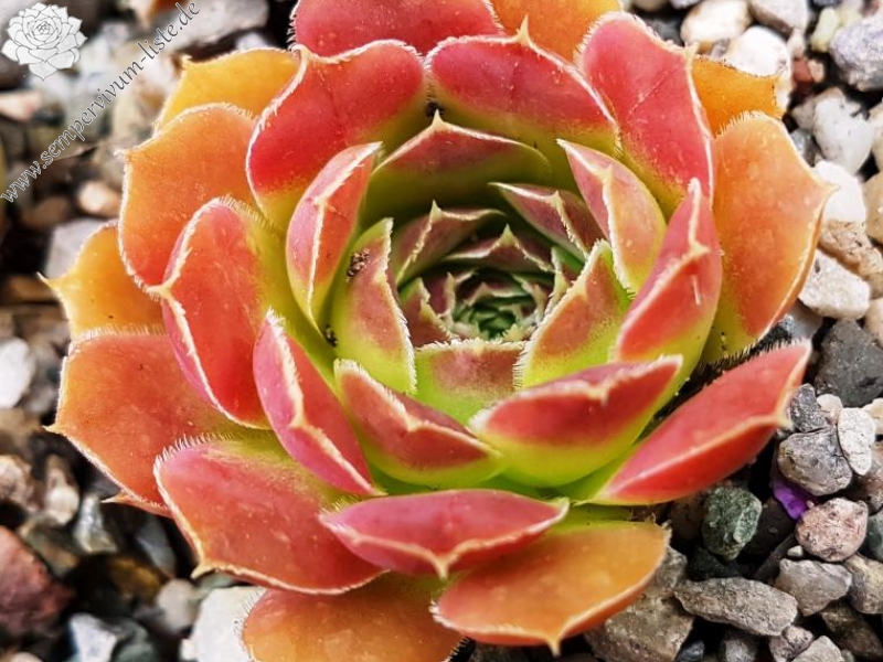 heuffelii (kopaonikense) from Kopaonik