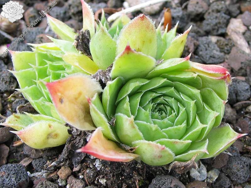 heuffelii (reginae-amaliae)