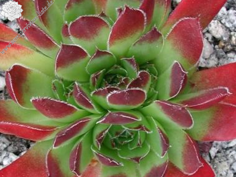 heuffelii (reginae-amaliae)