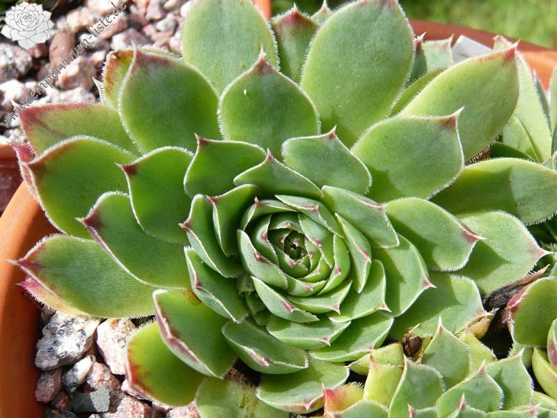 heuffelii (reginae-amaliae)