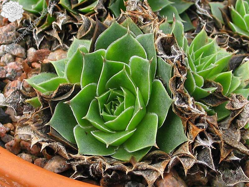 heuffelii (reginae-amaliae)